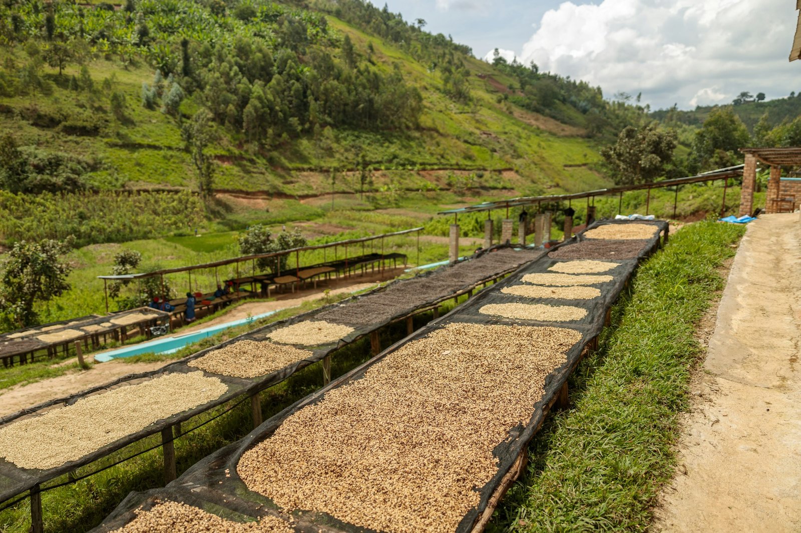 Coffee beans drying in a coffee plantation in Rwanda region